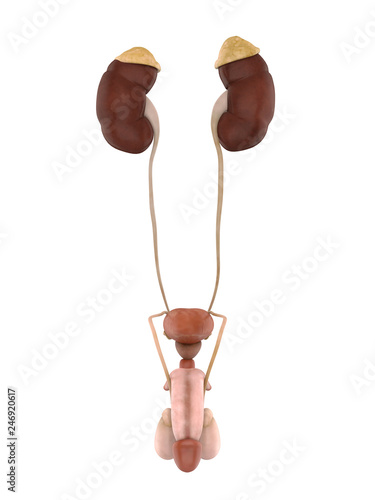 Male Genitourinary System Illustration photo