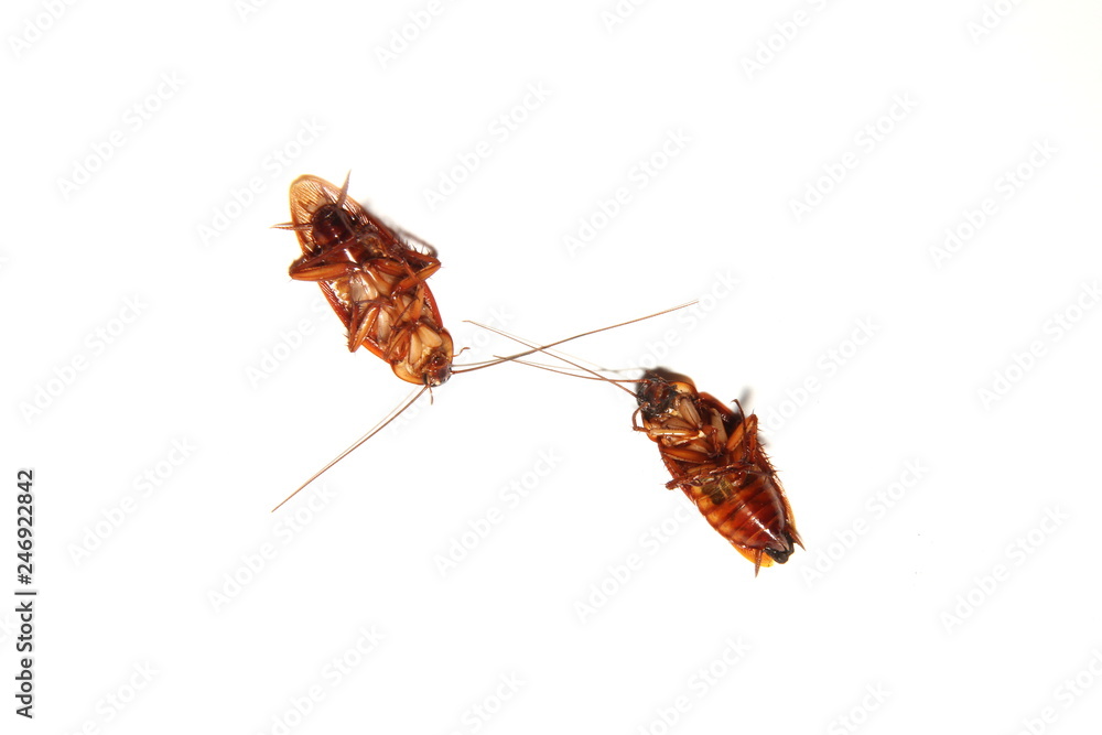 Cockroach. Zhang Lang chinese name on White Background Photos | Adobe Stock