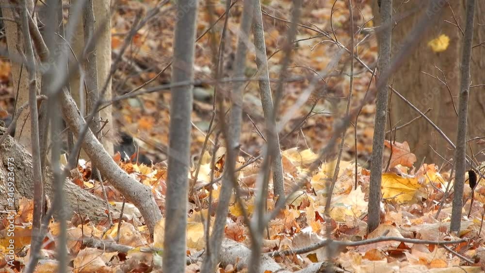 4 K Squirrel Behind Trees And Branches Foraging For Food 001 4 K Squirrel Behind Trees And Branches Foraging For Food 001