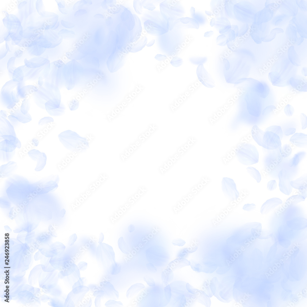 Light blue flower petals falling down. Attractive Light blue flower petals falling down. Attractive