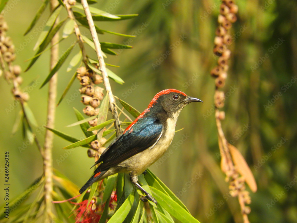 Obraz premium bird on a branch (scarlet)