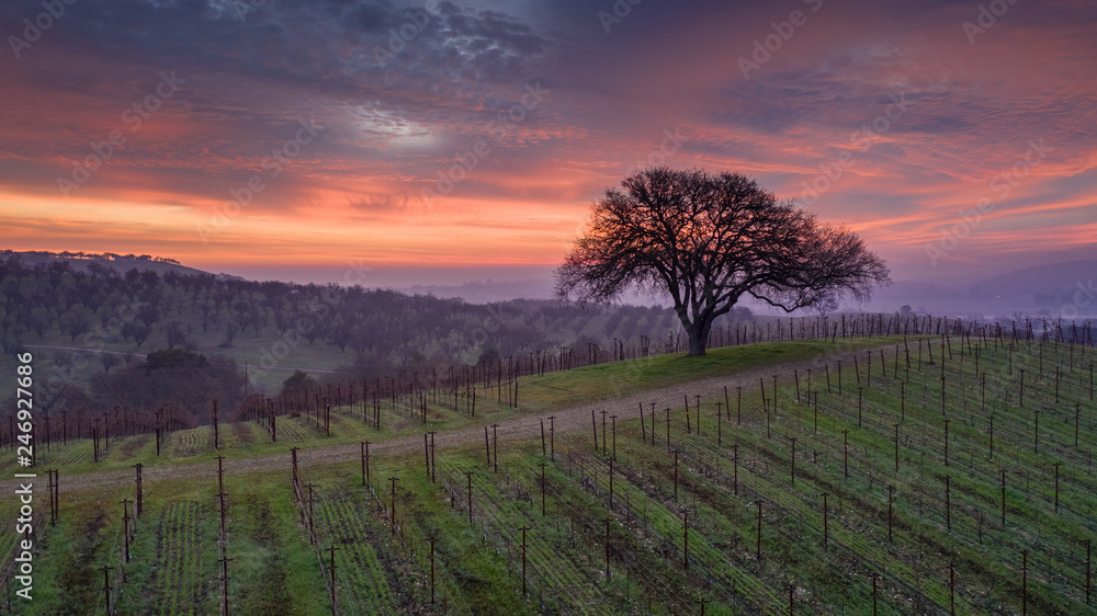 Paso Robles Sunrise
