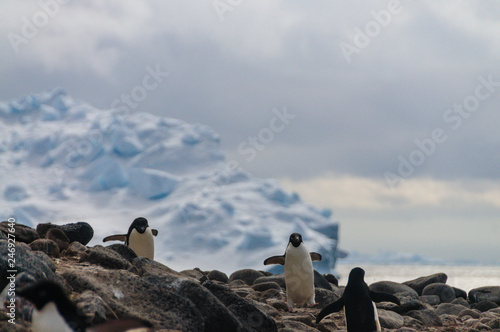 Adelie Penguins on Paulet Island