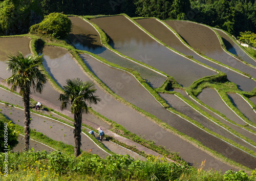 三重県紀和町の丸山千枚田の田植えの情景を俯瞰しました。