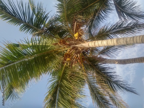 Palm Tree from Jeddah  Saudi Arabia