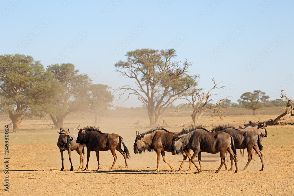 Blue wildebeest (Connochaetes taurinus) in a dusty dry riverbed, Kalahari desert, South Africa. Blue wildebeest (Connochaetes taurinus) in a dusty dry riverbed, Kalahari desert, South Africa.