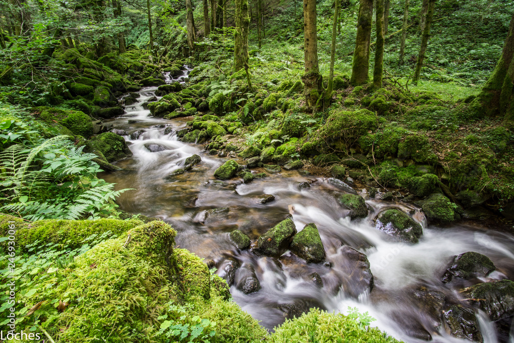 Obraz premium Schwarzwald im Nebel