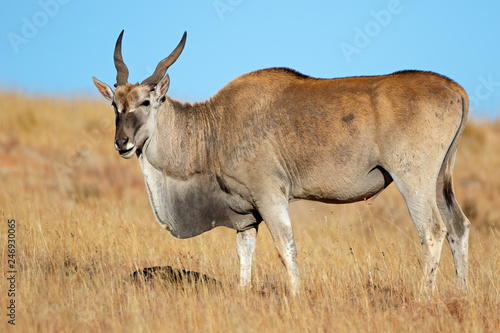 Male eland antelope (Tragelaphus oryx) feeding in grassland, Mountain Zebra National Park, South Africa.