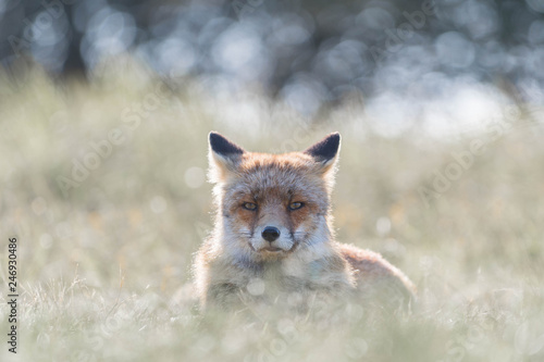 Fox photo