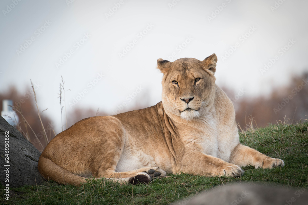 Lion laying in the sun on grass Lion laying in the sun on grass