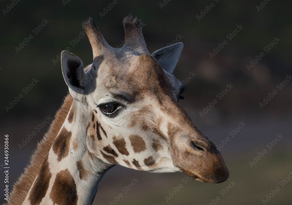 Obraz premium Giraf head closeup