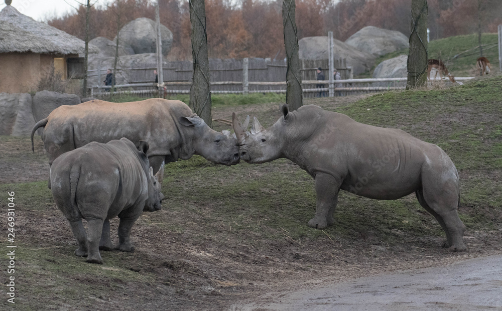 Obraz premium Rhinos kissing