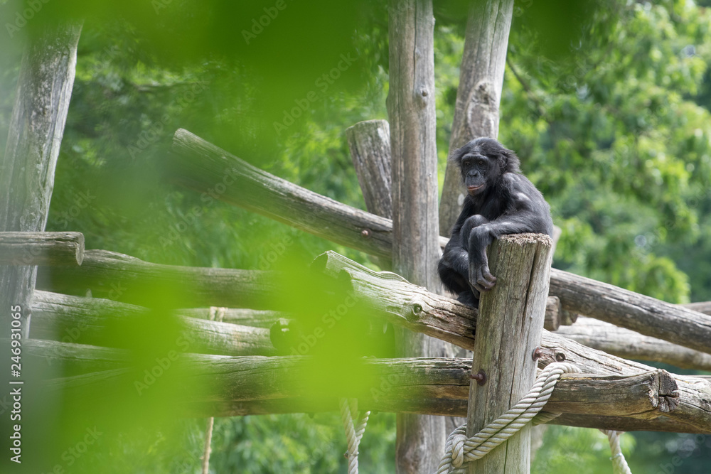 Obraz premium Monkey on a tree
