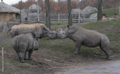 Rhinos kissing