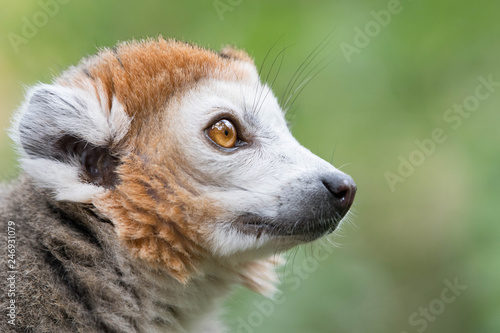 Lemur or Monkey closeup with big eyes
