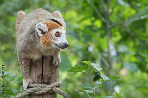 Lemur or Monkey balancing on a tree