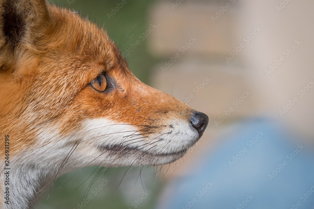 Obraz premium A fox closeby