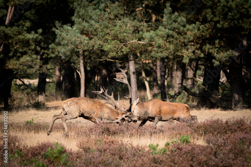 Two deers having a battle 