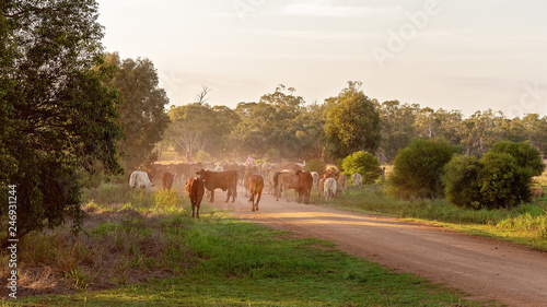 Fotografia Cattle Droving Along A Dusty Dirt Road