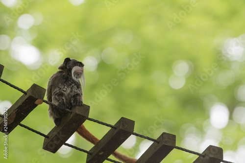 Monkey on a lookout photo