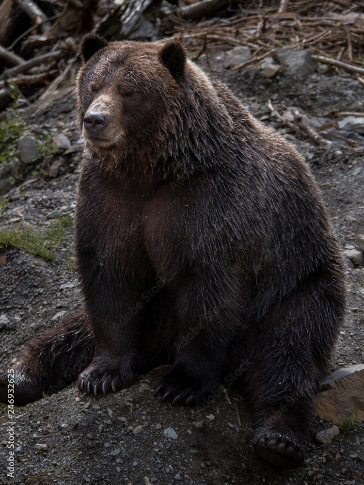 Fototapeta premium Brown Bear in Alaska