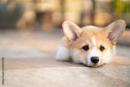 Canvas Print Bored corgi dog lying or waiting for someone on the floor in summer sunny day