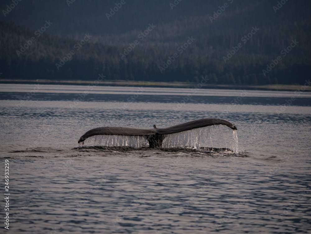 Fototapeta premium Whales