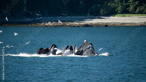 Whales