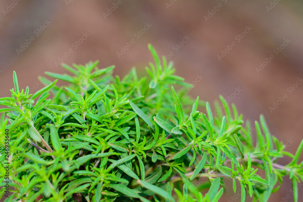 Plant Plant