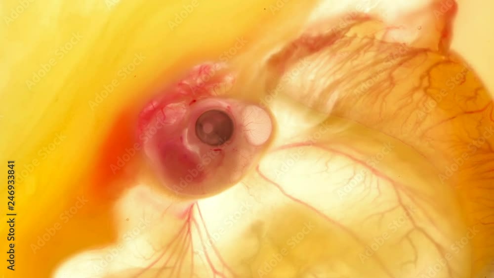 heartbeat and movement of blood through the vessels of a chicken or quail embryo in an egg heartbeat and movement of blood through the vessels of a chicken or quail embryo in an egg