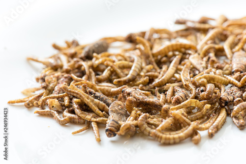 Fried cricket larvae © FPWing