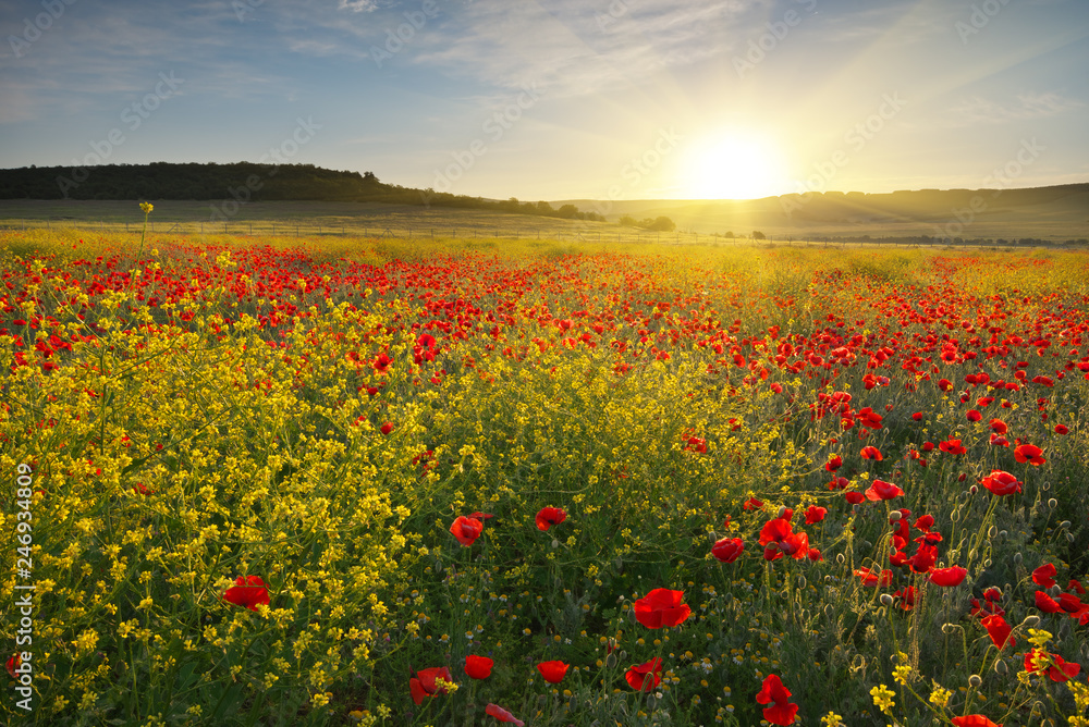 Spring flowers in meadow.