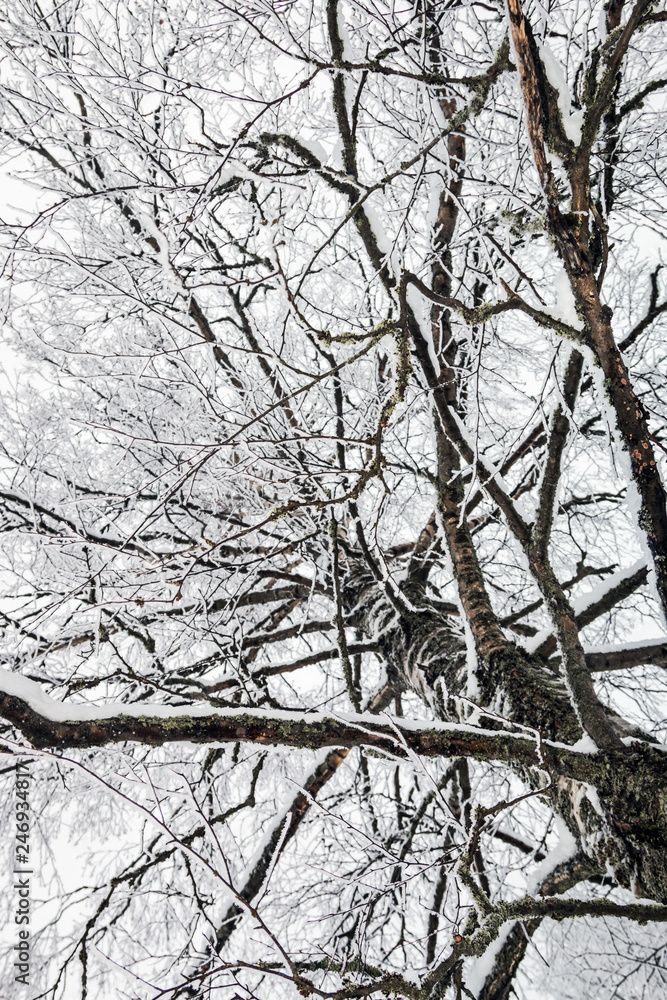 branches of a birch tree covered with snow in winter forest branches of a birch tree covered with snow in winter forest