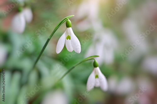 Snowdrop in forest.