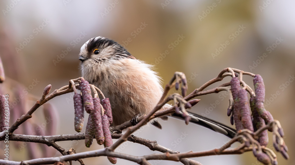 Naklejka premium Long tailed Tit