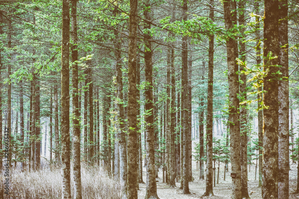 Obraz premium trees in forest