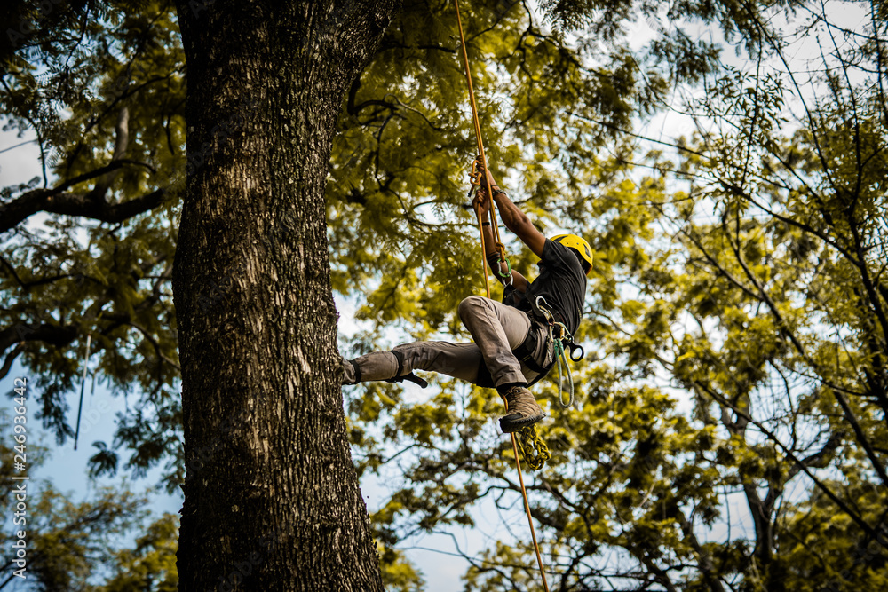 Fototapeta premium Tree Worker Surgeon Climbing a Tree with Harness and Rope