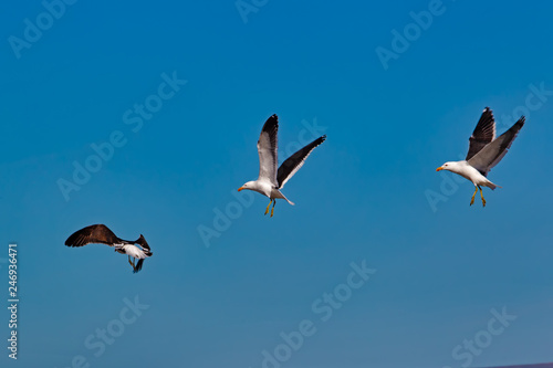 Three seagulls landing in formation