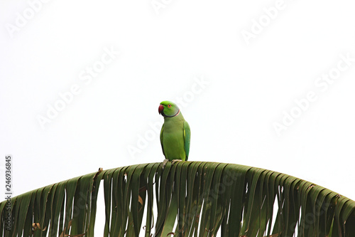 A indian green parrot 