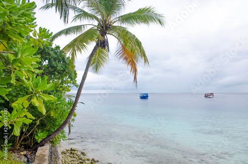 island of Maldives of Fihalhohi beautiful landscape of a palm tree and ocean фототапет