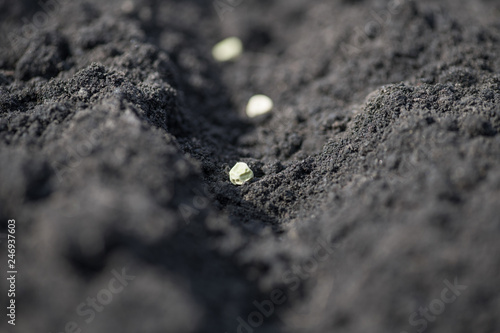Close-up furrow in the garden with pea seeds. Macro horizontal photo.