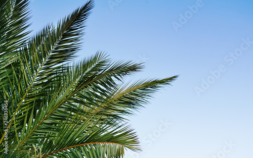 Palm tree on blue sky © Ortis