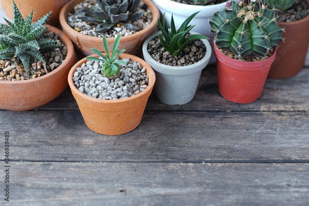 Group of little cactus pot plants on wooden table background, succulent concept, copy space