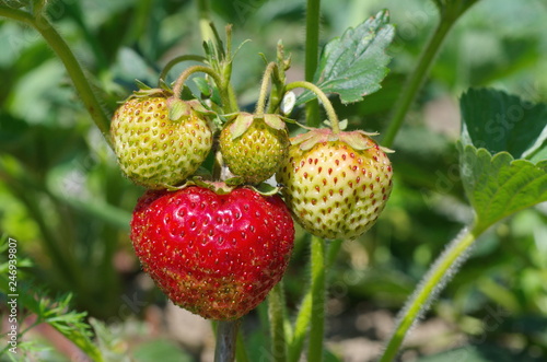 The strawberries ripening in the garden
