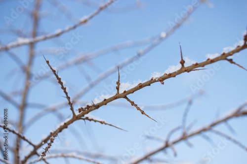 Thin bare branches of trees covered with snow against a clear blue winter sky © Liudmila
