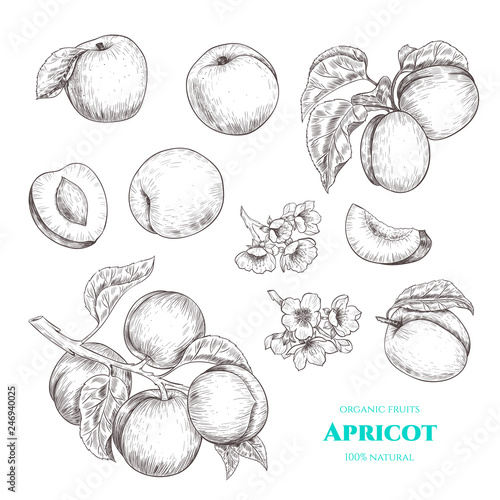 Vector apricots hand drawn sketch with flowers.  Sketch vector  food illustration. Vintage style photo