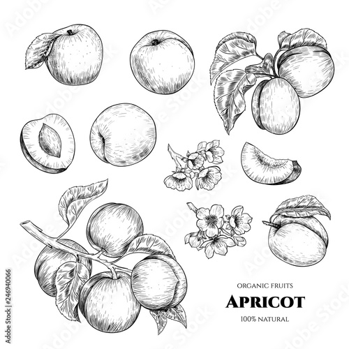 Vector apricots hand drawn sketch with flowers.  Sketch vector  food illustration. Vintage style