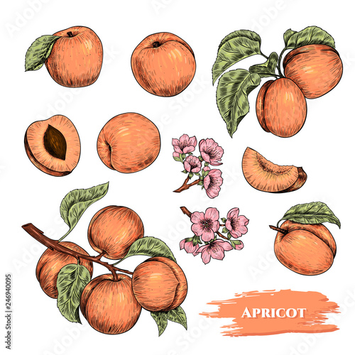 Vector apricots hand drawn sketch with flowers.  Sketch vector  food illustration. Vintage style