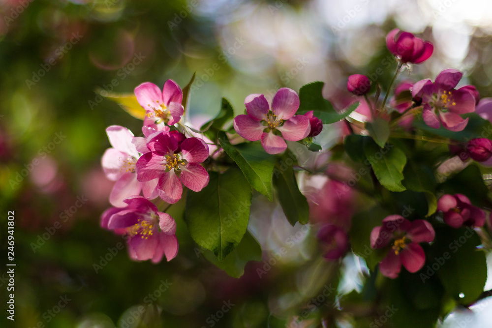 Pink flowers of apple in spring Pink flowers of apple in spring