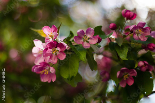 Pink flowers of apple in spring